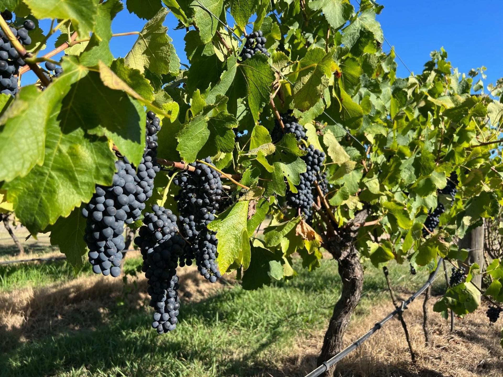 Bracken Ridge Vineyard The Entire Estate Rothbury Exterior foto